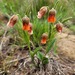 Hermannia cristata - Photo (c) Duncan McKenzie, some rights reserved (CC BY-NC), uploaded by Duncan McKenzie