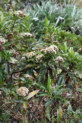Baccharis densiflora