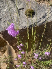 Tetratheca pilosa