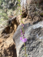 Tetratheca pilosa