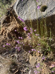 Tetratheca pilosa