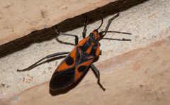 Spilostethus pacificus