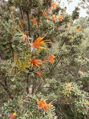 Lambertia inermis inermis
