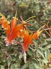 Lambertia inermis inermis