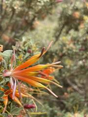 Lambertia inermis inermis