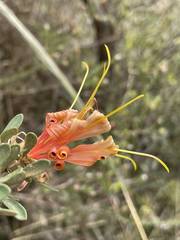 Lambertia inermis inermis
