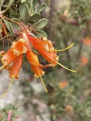 Lambertia inermis inermis