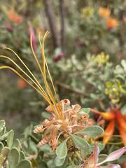Lambertia inermis inermis