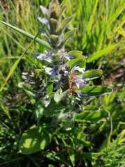 Ajuga ophrydis