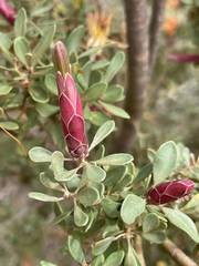 Lambertia inermis inermis
