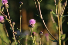 Cirsium arvense