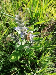 Ajuga ophrydis