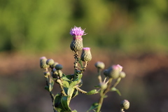 Cirsium arvense