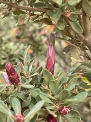 Lambertia inermis inermis