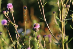 Cirsium arvense