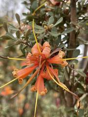 Lambertia inermis inermis