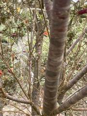 Lambertia inermis inermis