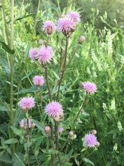 Cirsium arvense