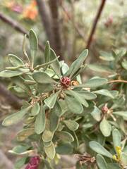 Lambertia inermis inermis
