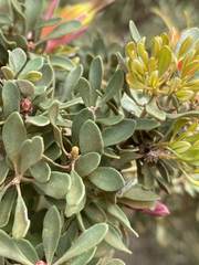 Lambertia inermis inermis