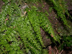 Asplenium tenuifolium
