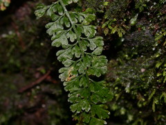 Asplenium tenuicaule