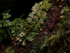 Asplenium tenuicaule