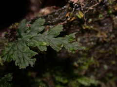 Crepidomanes schmidianum