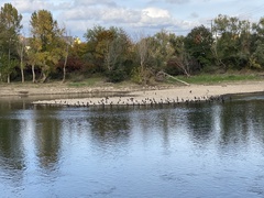 Phalacrocorax carbo