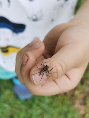 Phaeacius malayensis