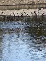 Phalacrocorax carbo