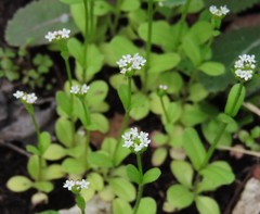 Valerianella radiata