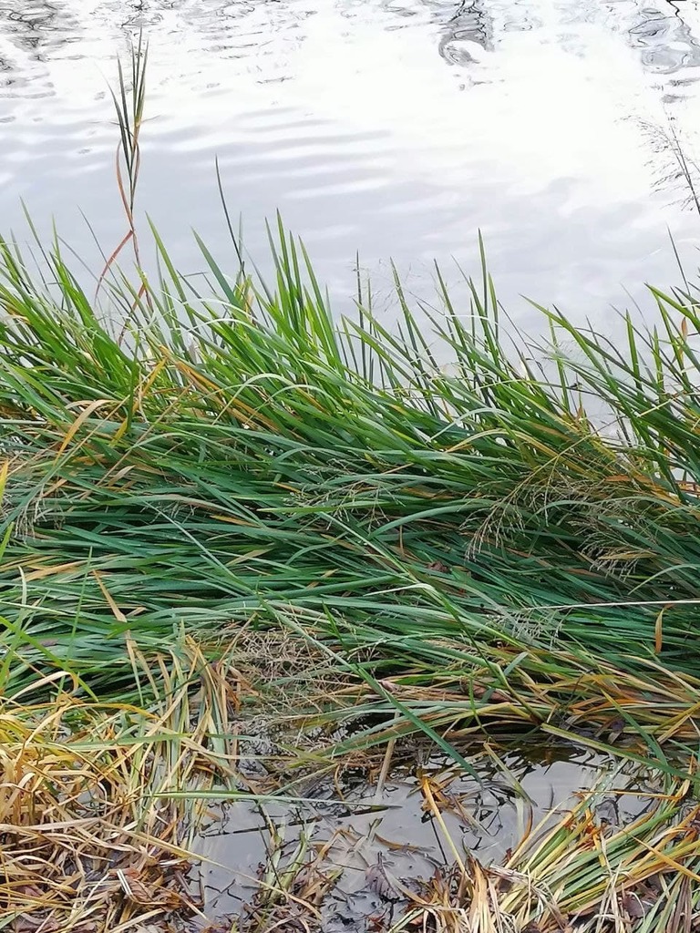 reed meadowgrass