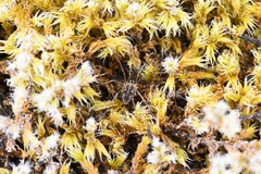 Opilioninae