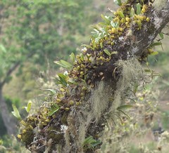 Bulbophyllum comorianum