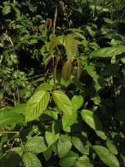 Rubus floribundus
