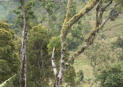 Bulbophyllum comorianum