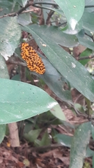 Epobeidia tigrata tigrata