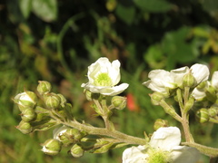 Rubus floribundus