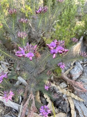 Gompholobium confertum