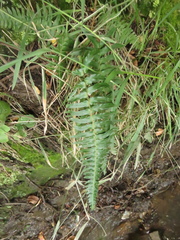 Blechnum occidentale