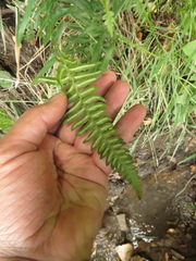 Blechnum occidentale