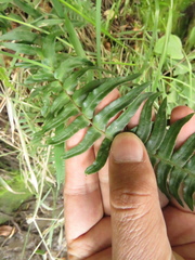 Blechnum occidentale
