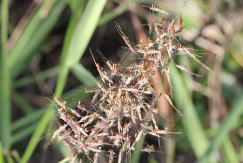 Image of Capillipedium parviflorum by no rights reserved