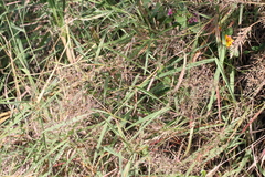 Capillipedium parviflorum