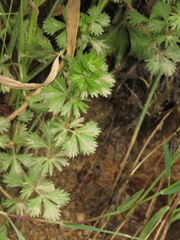 Alchemilla aphanoides