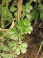 Alchemilla aphanoides