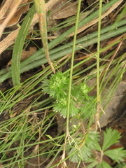Alchemilla aphanoides