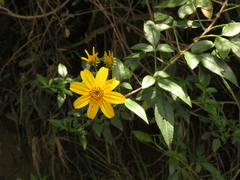 Bidens rubifolia