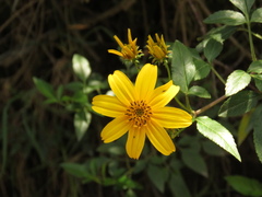 Bidens rubifolia